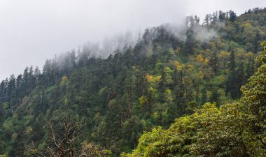 Çam ağacı orman sisli gün dağda.