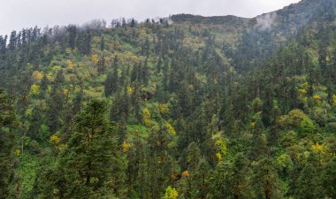 Çam ağacı orman sonbahar sisli gün dağda.