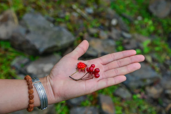 Red berries on a woman hand with nature background in autumn.