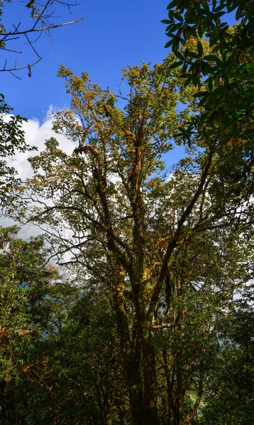 Árvores Sob Céu Azul Floresta Profunda Pokhara Nepal — Fotografia de Stock