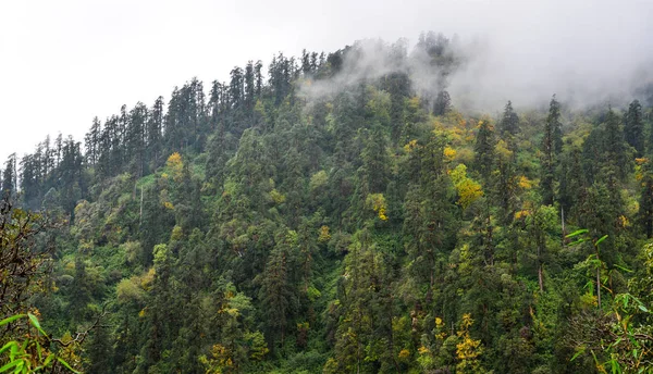 Forêt Pins Sur Montagne Par Temps Brumeux — Photo