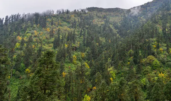 Forêt Pins Sur Montagne Automne Par Temps Brouillard — Photo