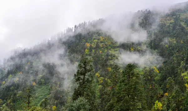 松树森林在山在秋天在雾蒙蒙的天 — 图库照片