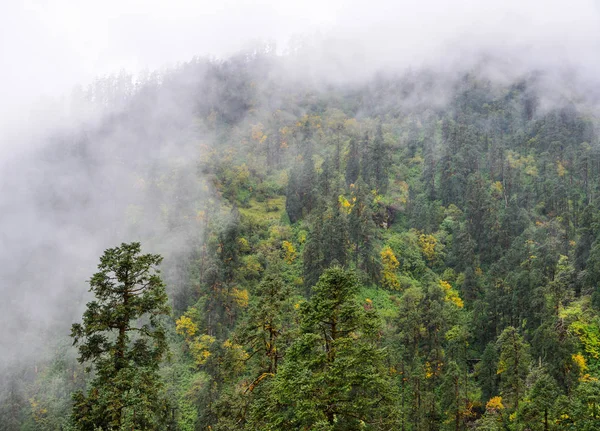 Pins Sur Montagne Automne Par Temps Brumeux — Photo