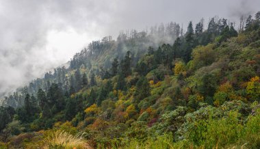 Çam ağaçları dağda sonbahar Khopra, Nepal.