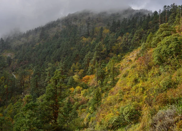 夏の霧の日の山の松の木 — ストック写真