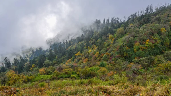 Pine Trees Mountain Autumn Khopra Nepal — Stock Photo, Image