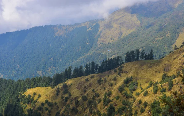 Fenyőfák Hegyről Ködös Nap Pokhara Nepál — Stock Fotó