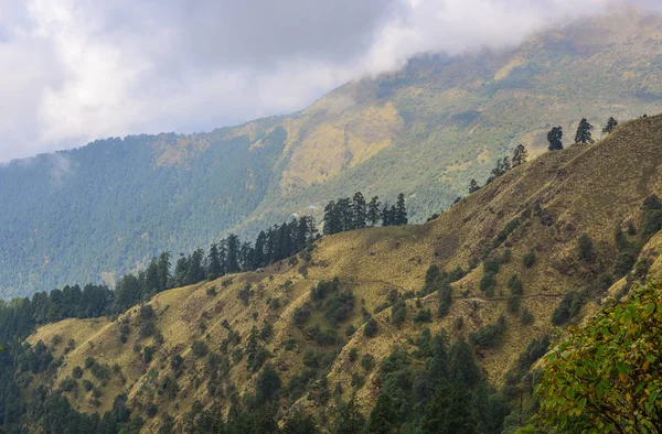 Sosny Górze Mglisty Dzień Pokhara Nepal — Zdjęcie stockowe