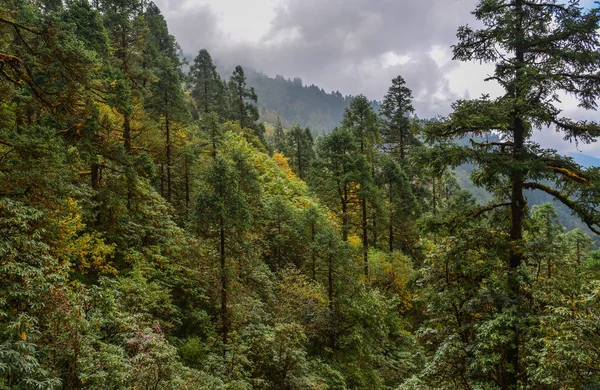 在阳光明媚的日子里 秋天山上的松树 — 图库照片