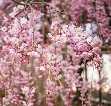Bahar süre genel Park'ta kiraz çiçeği.