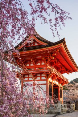 Kyoto, Japonya'nın bahar zaman kiraz çiçeği ile antik tapınak.
