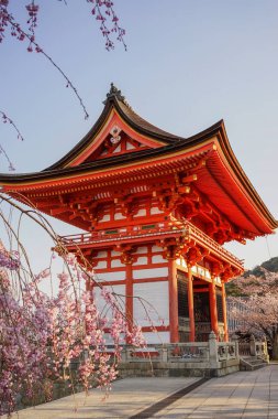 Kyoto, Japonya'nın bahar zaman kiraz çiçeği ile antik tapınak.