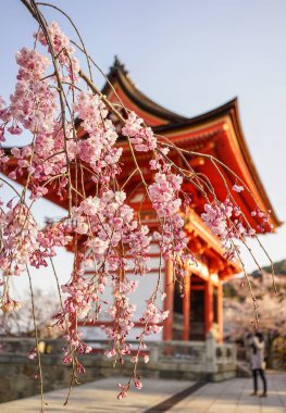 Kiraz çiçekleri ile antik tapınak arka plan bahar zaman Kyoto, Japonya.