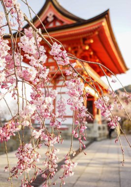 Kiraz çiçekleri ile antik tapınak arka plan bahar zaman Kyoto, Japonya.