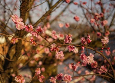 Bahar süre genel Park'ta kiraz çiçeği.