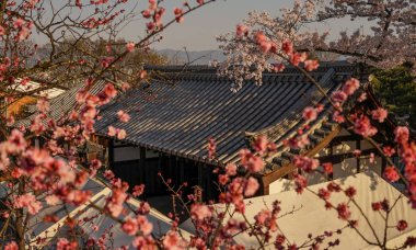 Kyoto, Japonya'nın bahar zaman kiraz çiçeği ile antik tapınak.
