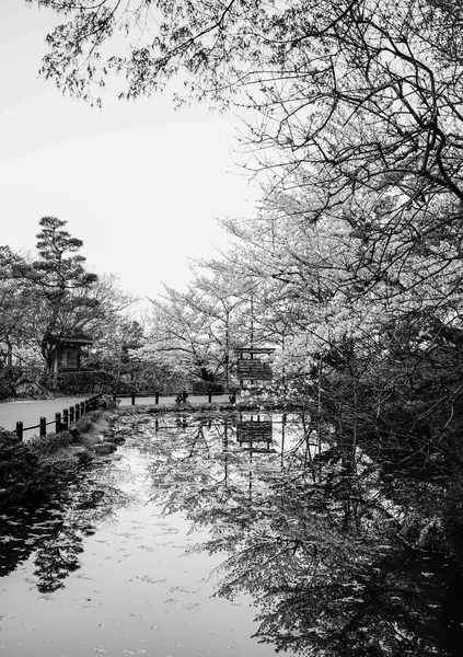 Kjóto Japonsko Duben 2014 Třešňový Květ Veřejný Park Jarním Období — Stock fotografie