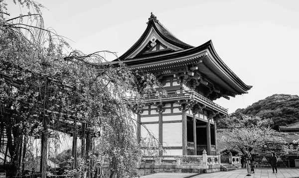 Kyoto Giappone Aprile 2014 Antico Tempio Con Fiori Ciliegio Primavera — Foto Stock
