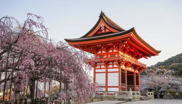 Antiguo Templo Con Flores Cerezo Primavera Kyoto Japón — Foto de Stock