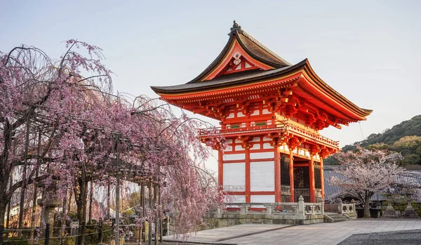 Antiguo Templo Con Flores Cerezo Primavera Kyoto Japón — Foto de Stock