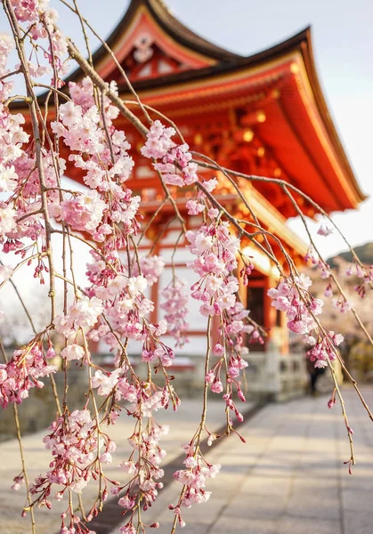 Kiraz çiçekleri ile antik tapınak arka plan bahar zaman Kyoto, Japonya.