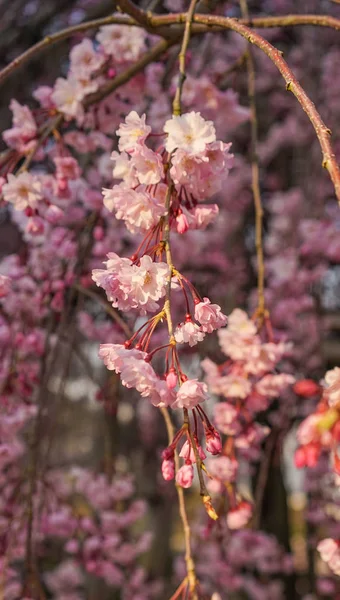 Цвіт Вишні Громадському Парку Навесні — стокове фото