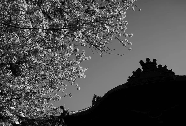 Ősi Templom Cseresznye Virágok Tavaszi Időben Kyoto Japán — Stock Fotó