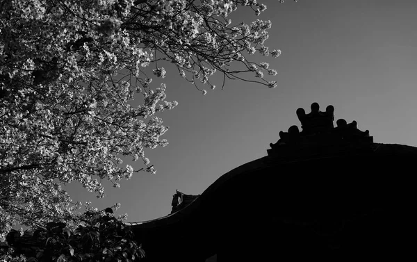 Starożytna Świątynia Wiśniowe Kwiaty Czasie Wiosny Kioto Japonia — Zdjęcie stockowe