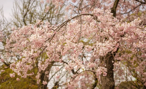 Flor Cerejeira Parque Público Primavera — Fotografia de Stock