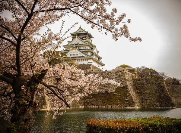 Vue Sur Château Osaka Osaka Avec Des Fleurs Cerisier Château — Photo