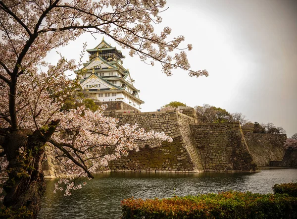 Vista Del Castillo Osaka Osaka Con Flor Cerezo Castillo Uno — Foto de Stock