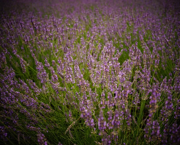 薰衣草花田在夏日 自然背景 — 图库照片