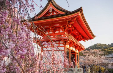 Kyoto, Japonya - 7 Nisan 2014. Kyoto, Japonya'nın bahar zaman kiraz çiçeği ile antik tapınak.