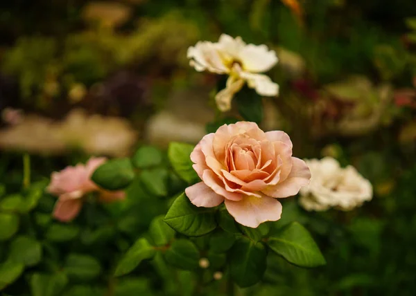 Rose Flower Botanic Garden Osaka Japan — Stock Photo, Image