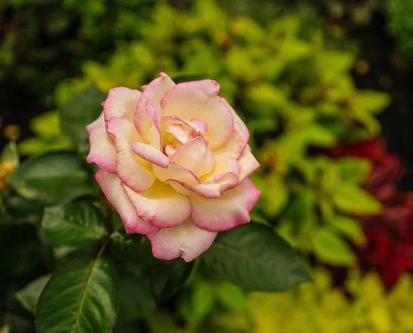 Rosa Flor Jardín Botánico Osaka Japón — Foto de Stock