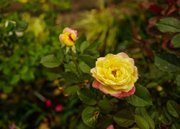 Τριαντάφυλλο Λουλούδι Στο Βοτανικό Κήπο Στην Οσάκα Της Ιαπωνίας — Φωτογραφία Αρχείου