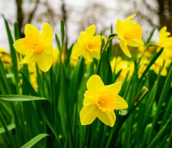 Žluté Malé Narcisy Kvetou Zahradě Jaře — Stock fotografie