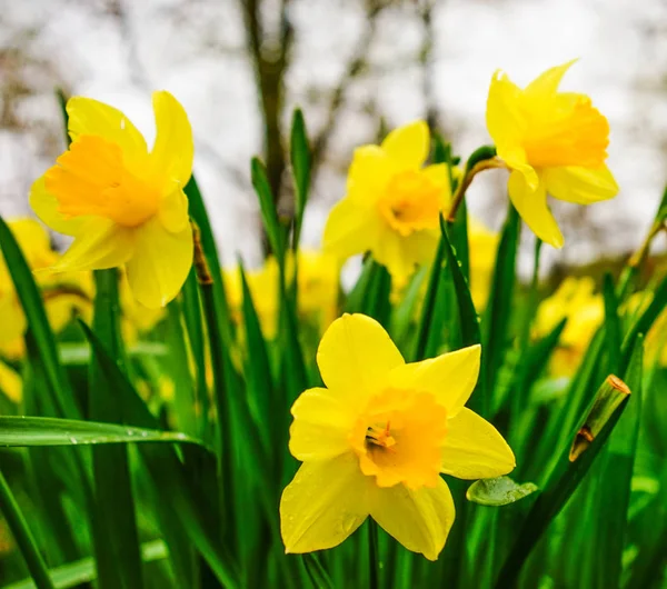 Žluté Malé Narcisy Kvetou Zahradě Jaře — Stock fotografie