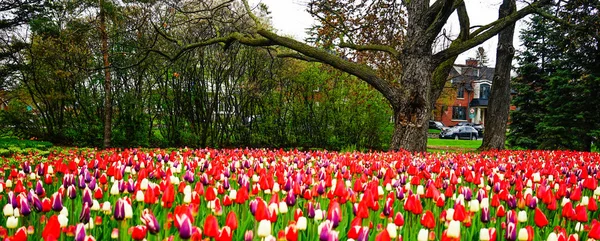 stock image Tulip flowers blooming at spring time in city park of Ottawa, Canada.