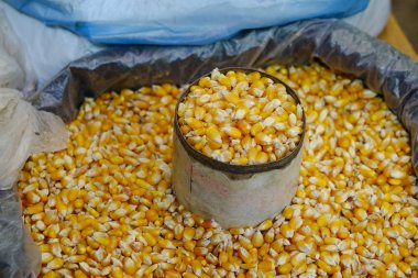 Bambu sepet Yangon, Myanmar kırsal Market üzerinde mısır tohumları.