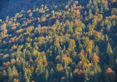 Çam ağacı orman sonbahar, Interlaken, İsviçre.