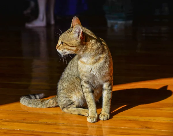 Chat Dans Une Maison Rurale Inle Lake Myanmar — Photo