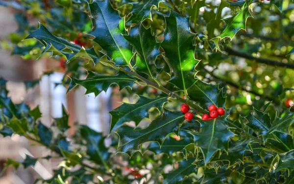 Holly Berry Arbusto Com Bagas Vermelhas Jardim Dia Ensolarado — Fotografia de Stock