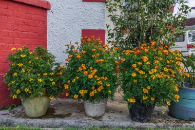 Papatya Çiçek Bahçe bahar zaman çiçeklenme.