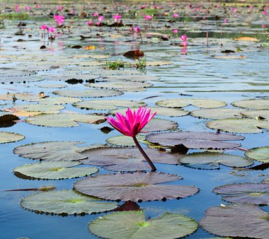 Nilüfer çiçekleri Mekong Delta, Vietnam göl kenarında.