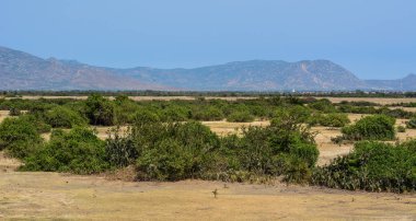 Çölde yaz Phan Thiet, Vietnam, küçük bitkiler.