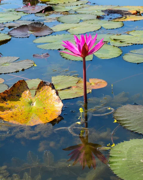 ベトナム メコン デルタの湖にスイレンの花 — ストック写真