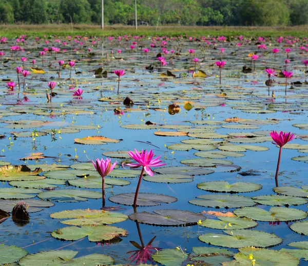 ベトナム メコン デルタの湖にスイレンの花 — ストック写真
