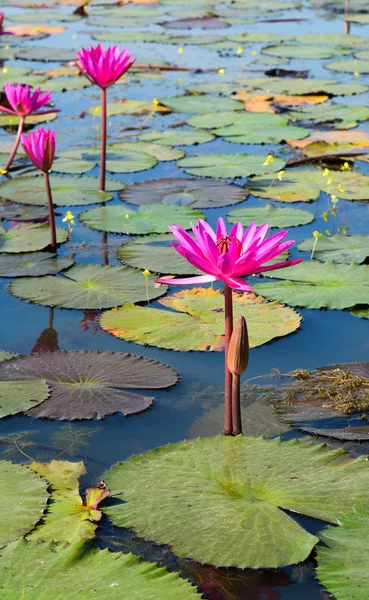ベトナム メコン デルタの湖にスイレンの花 — ストック写真